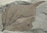 Fossil Poplar Leaf - Green River Formation #2311-1